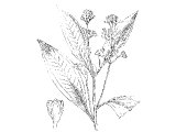 Cassia (Cinnamomum cassia), Heb. QeDaH (Ex.30.24, Ezk.27.19) and QeTzI`OT (Ps.45.8, Job 42.14)